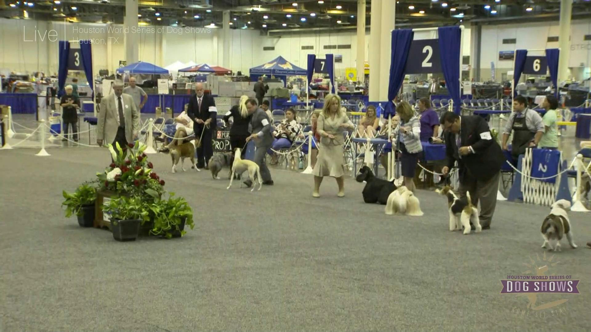 AKC.TV Friday Best in Show 2018 Houston