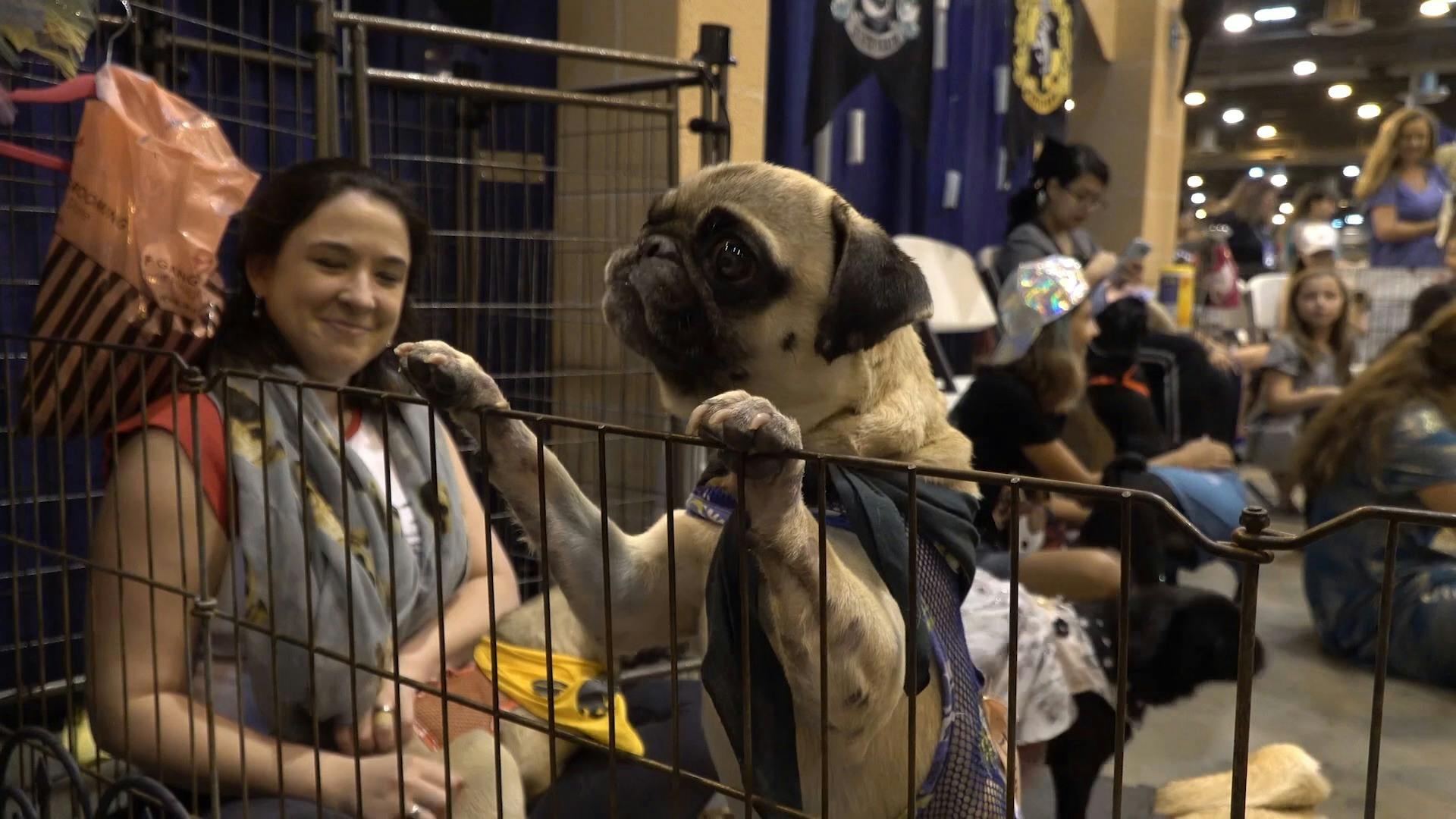 AKC.TV Houston World Series of Dog Show Overview