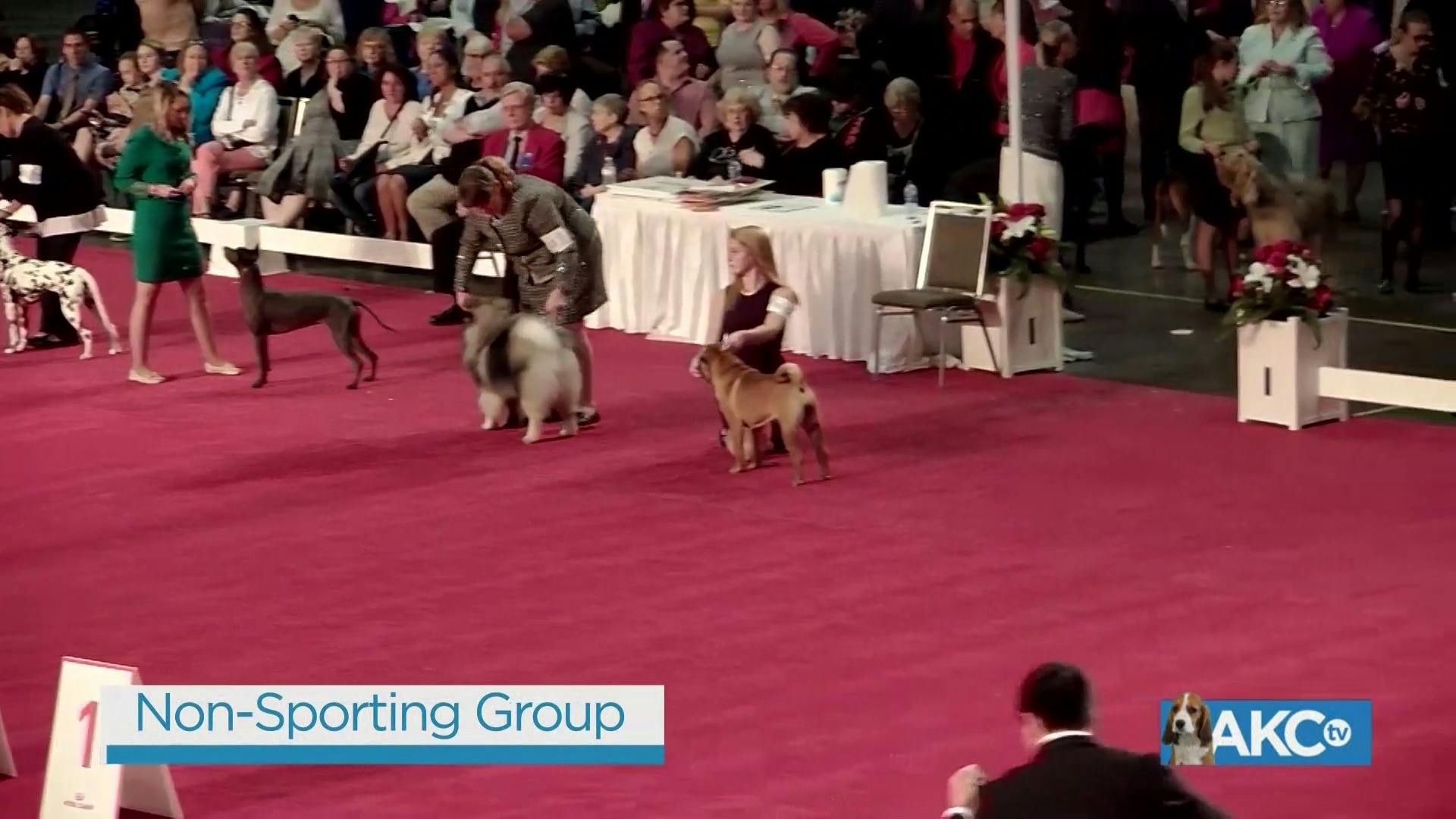 akc non sporting group