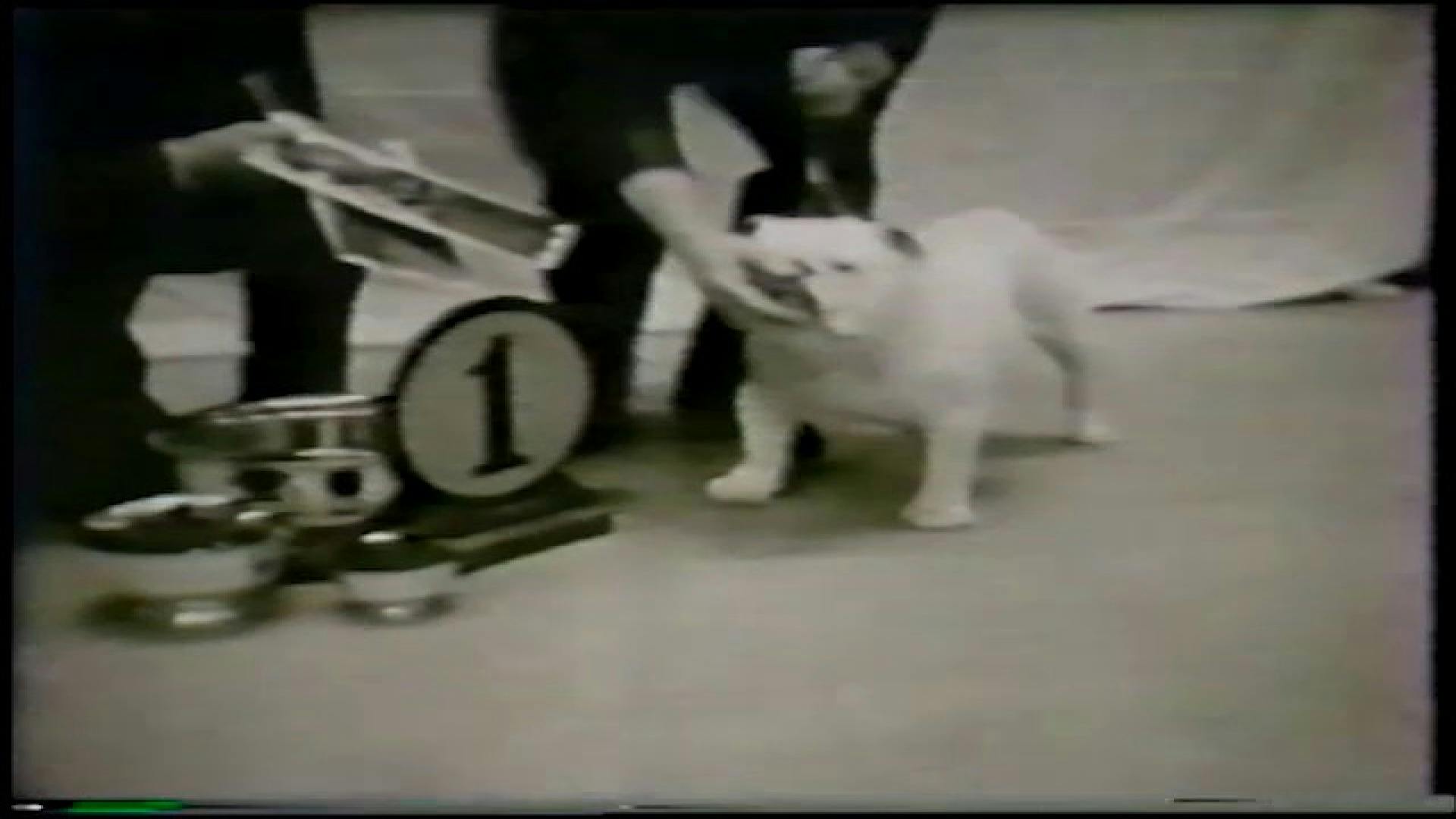 AKC.TV Westminster 1960 Non Sporting Group