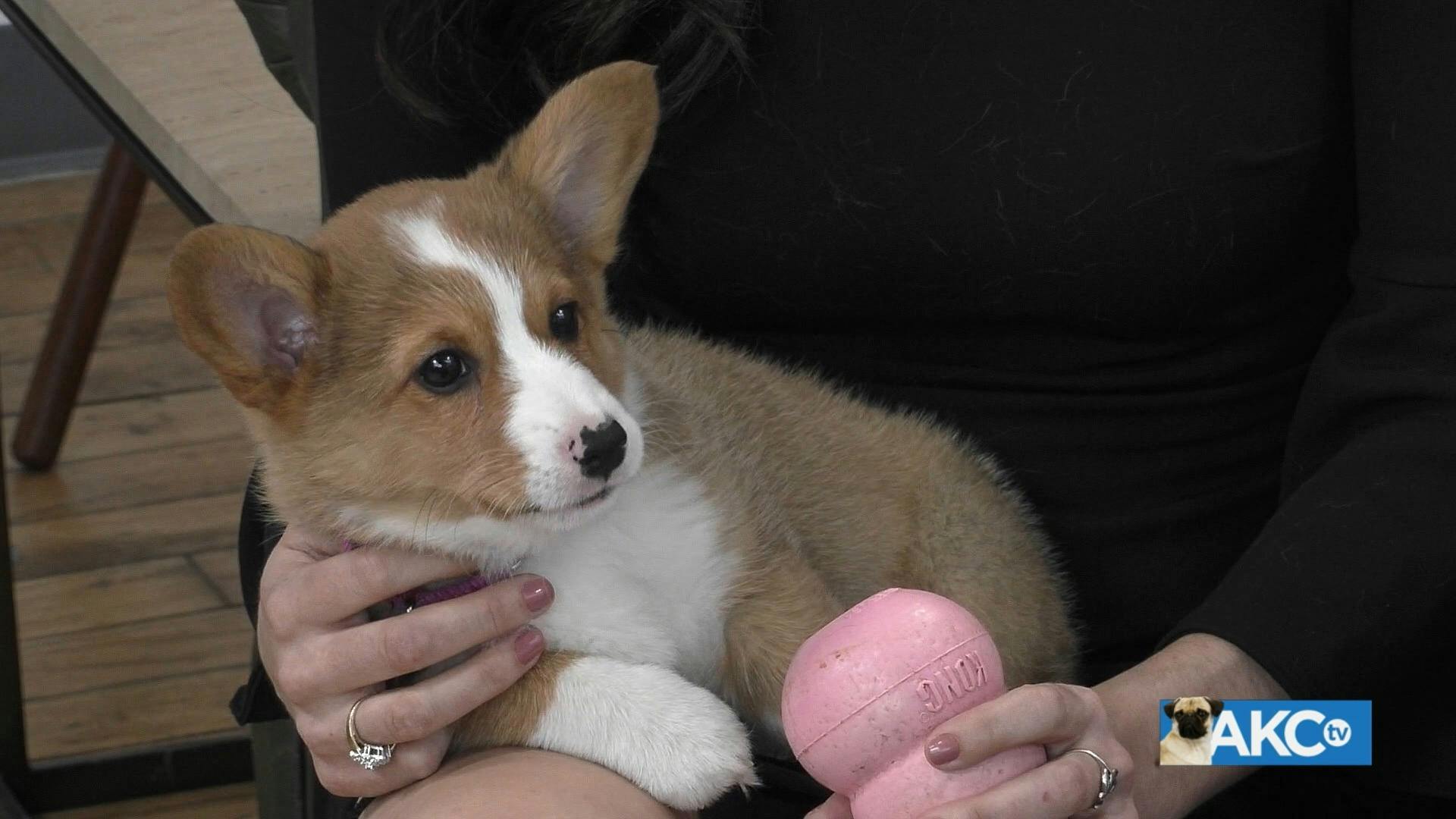 akc-tv-puppy-training-challenges