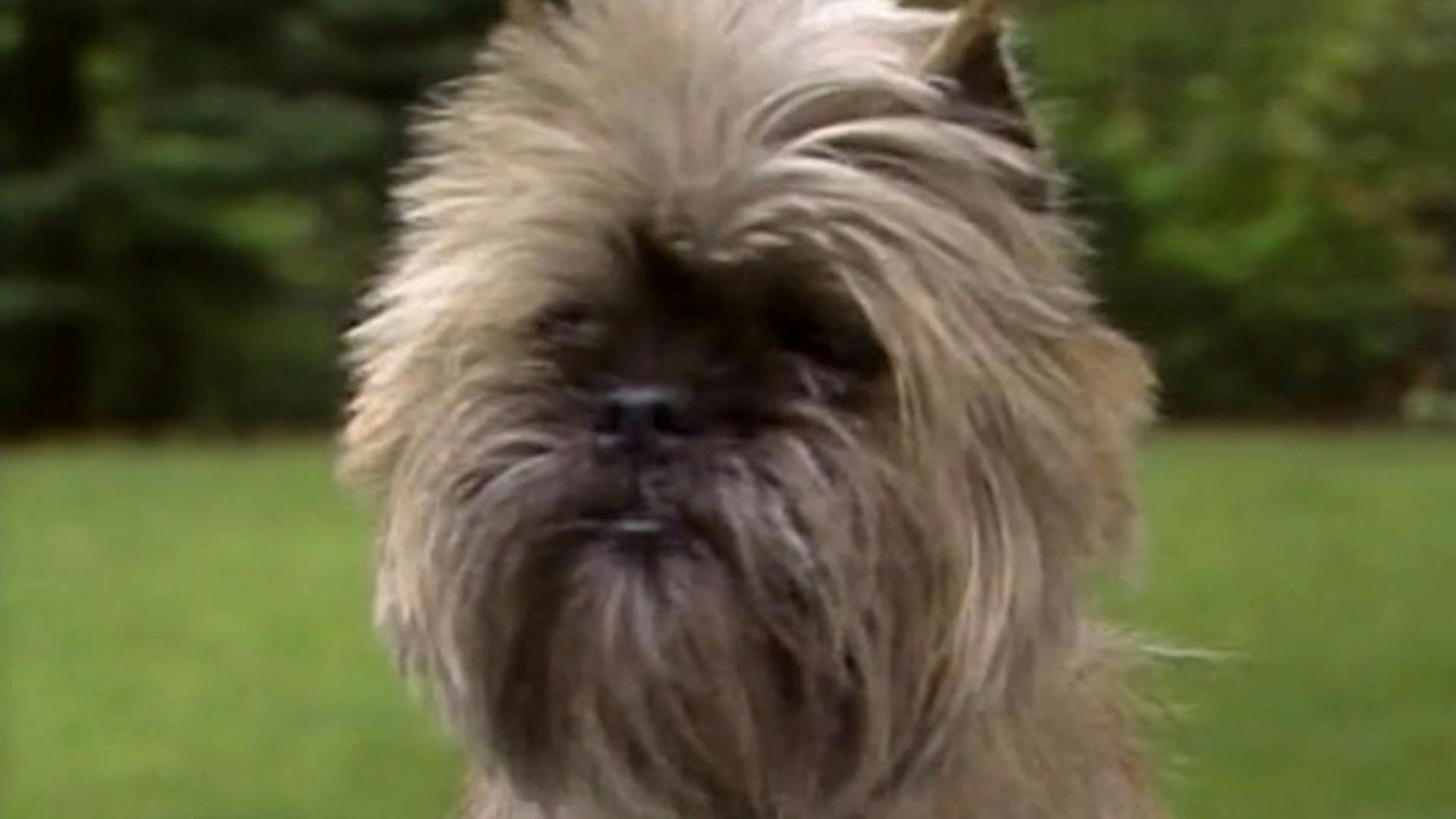 affenpinscher akc