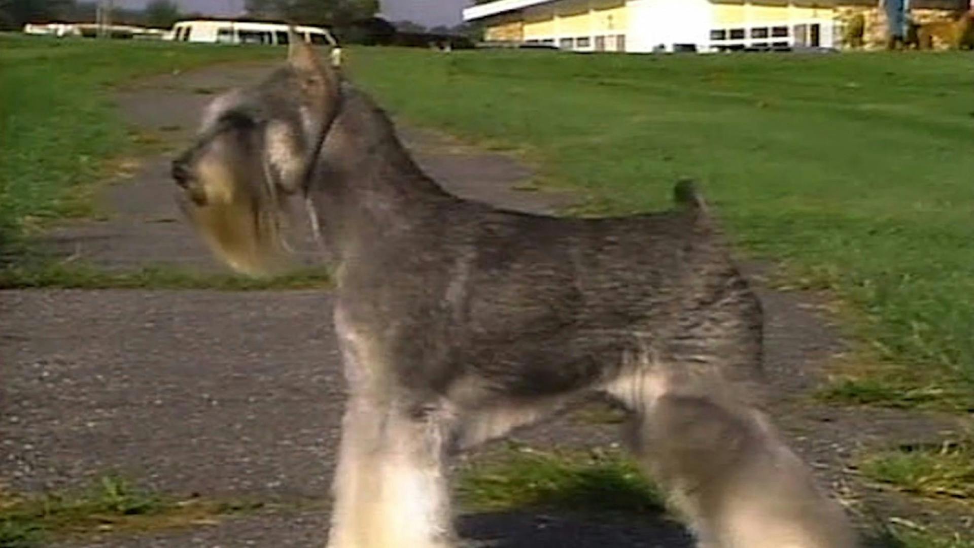 AKC.TV Miniature Schnauzer