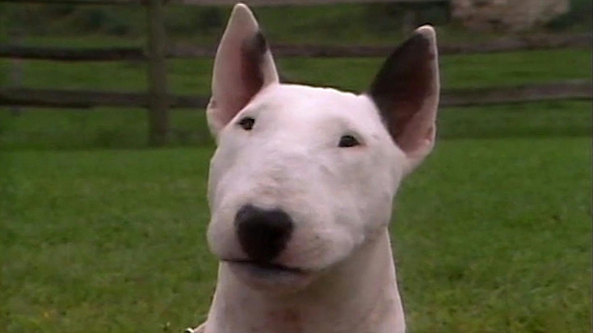 AKC.TV Bull Terrier
