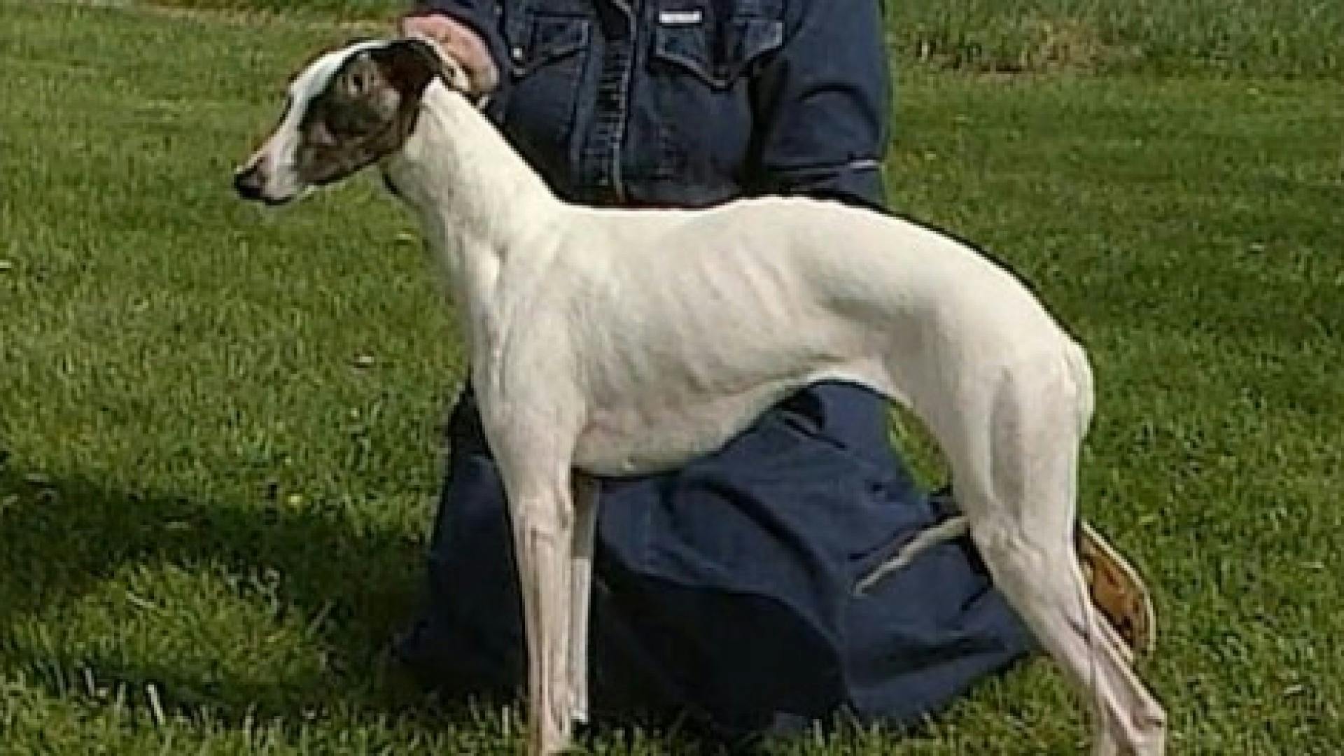 AKC.TV Whippet