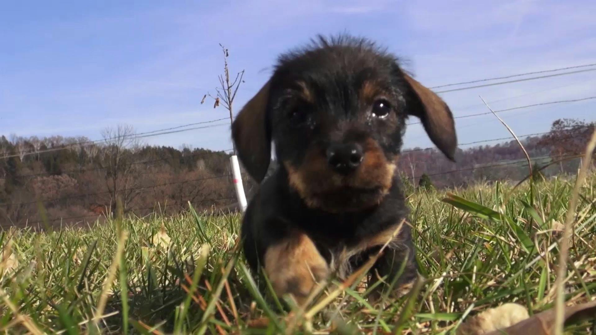 AKC.TV : Miniature Wirehaired Dachshund - Johnny Hagerman and 