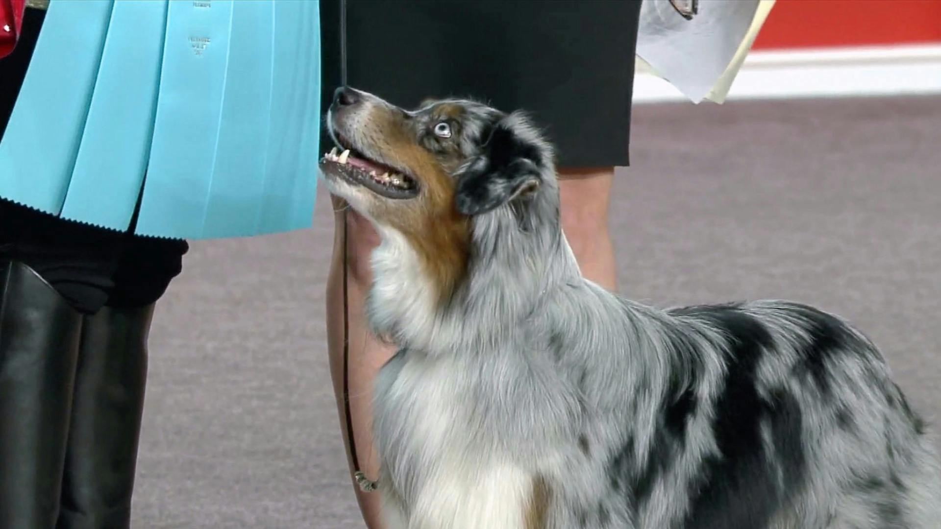 AKC.TV Dog Shows