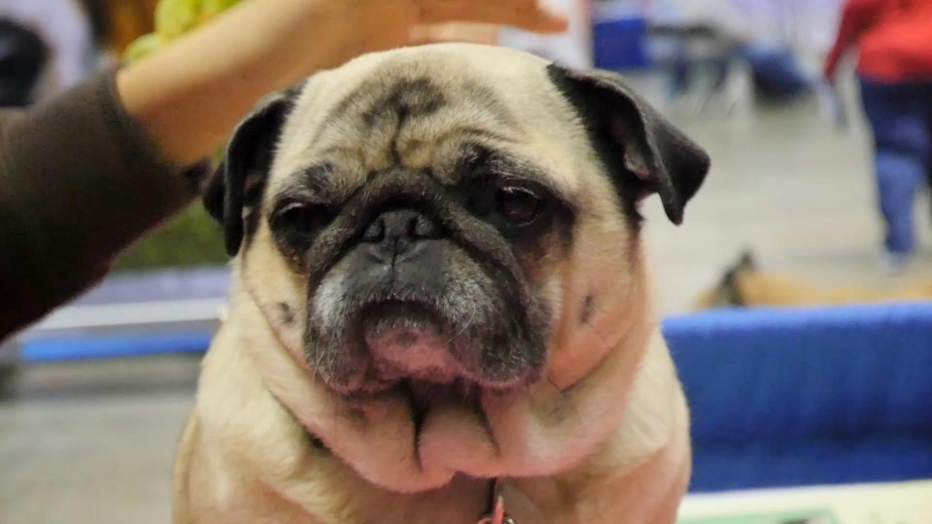 AKC.TV 10 Best Family dogs