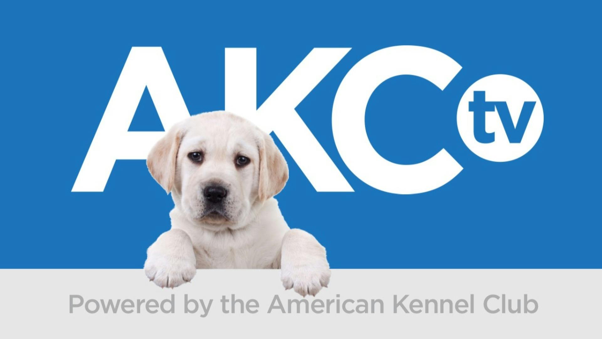 AKC.TV LIVE NOW AKC.TV Main Channel