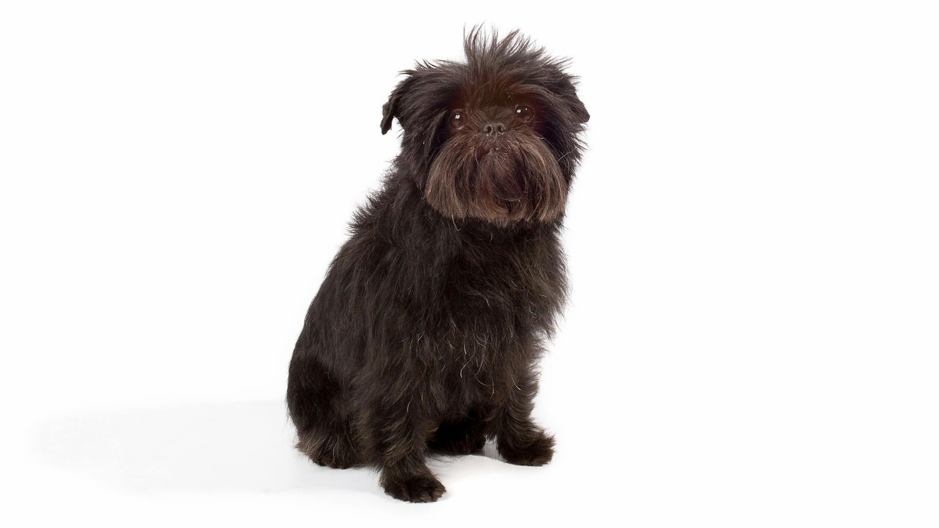 affenpinscher akc