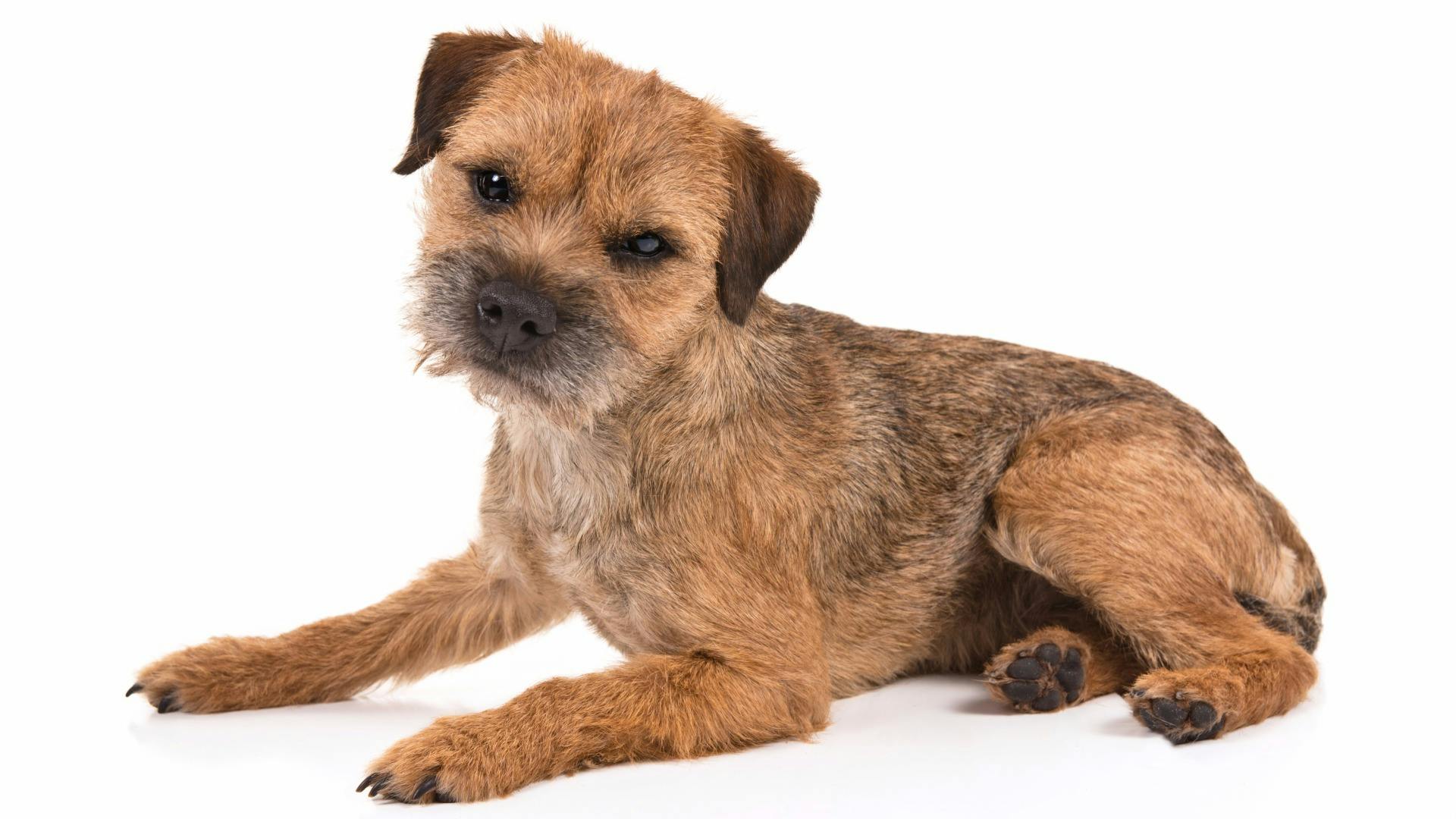 AKC.TV | Border Terrier