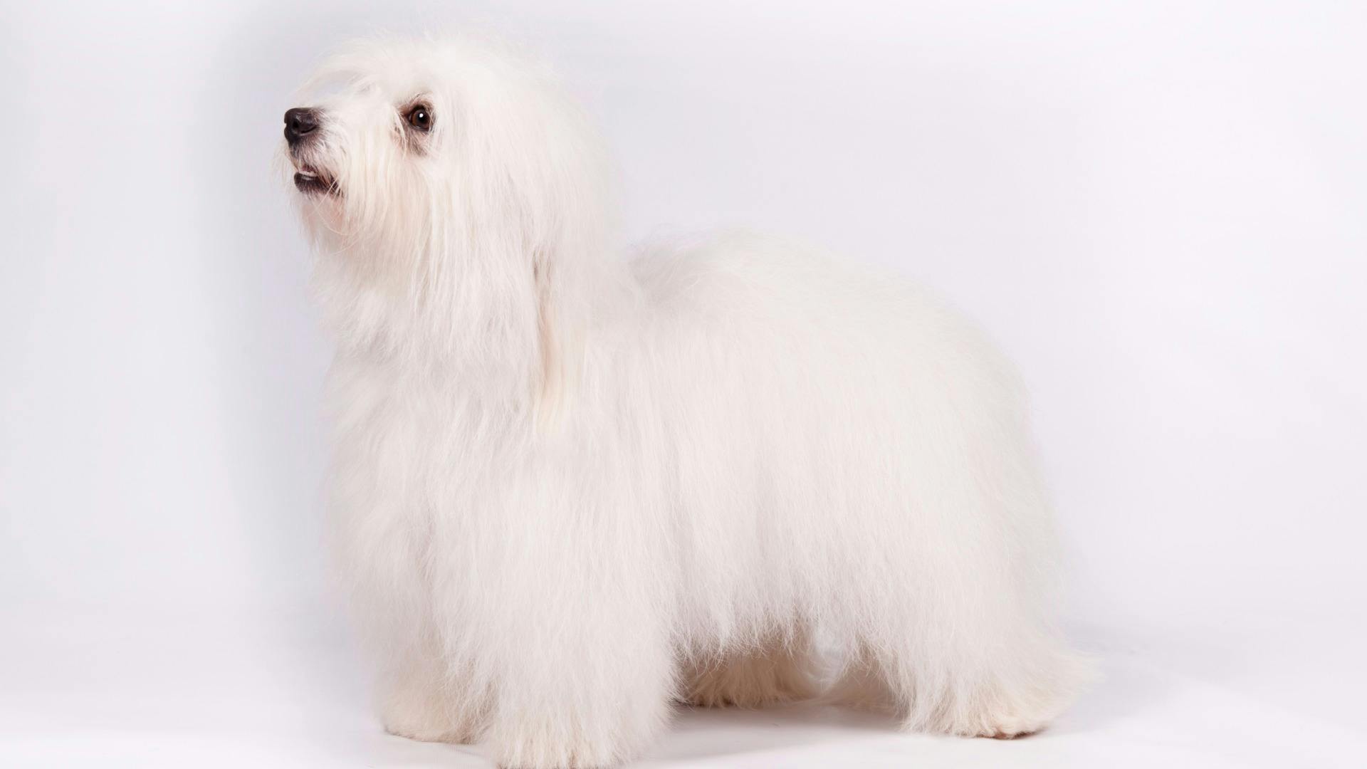 AKC.TV Coton De Tulear