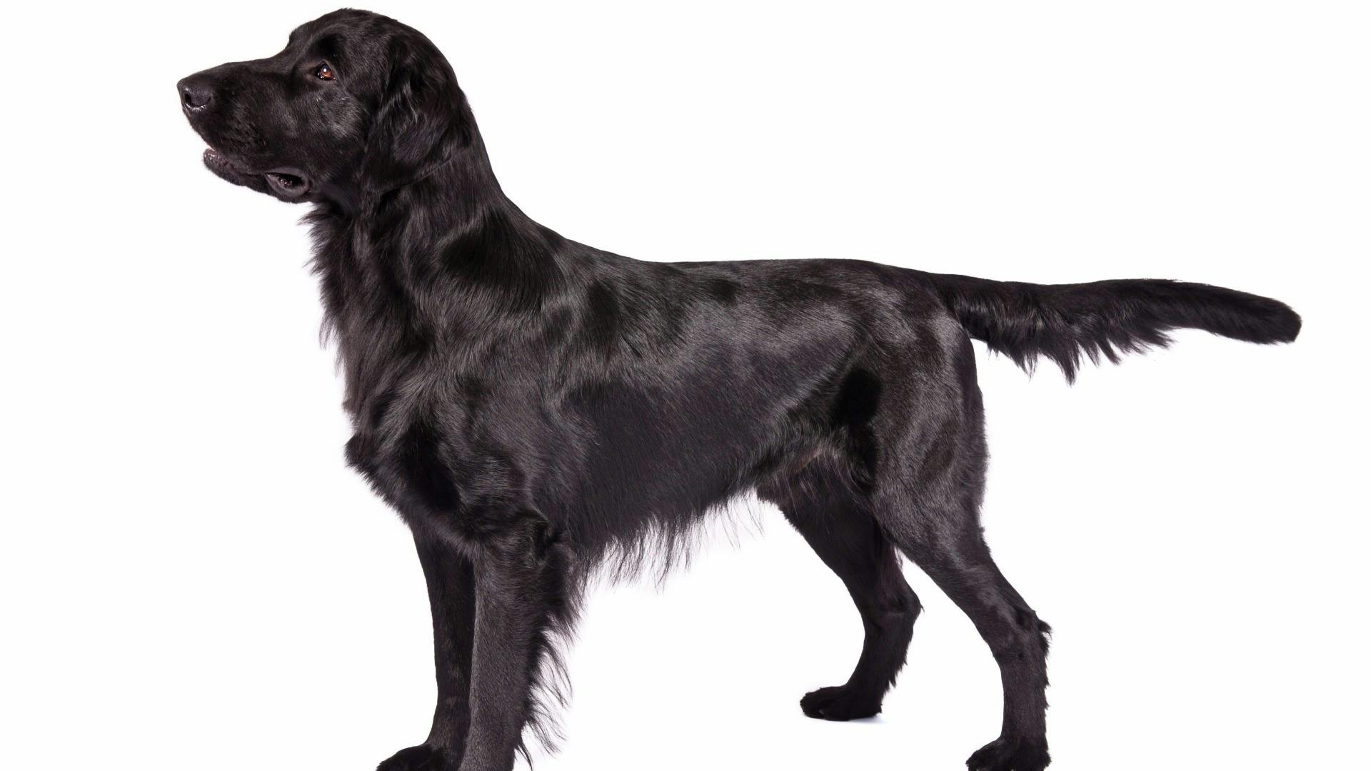 AKC.TV FlatCoated Retriever