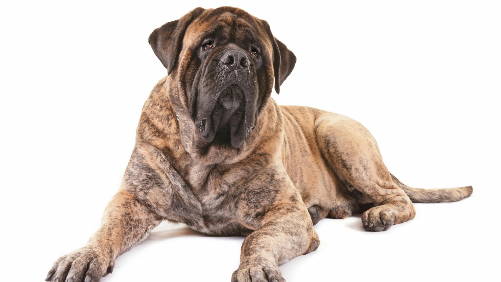 akc-tv-mastiff