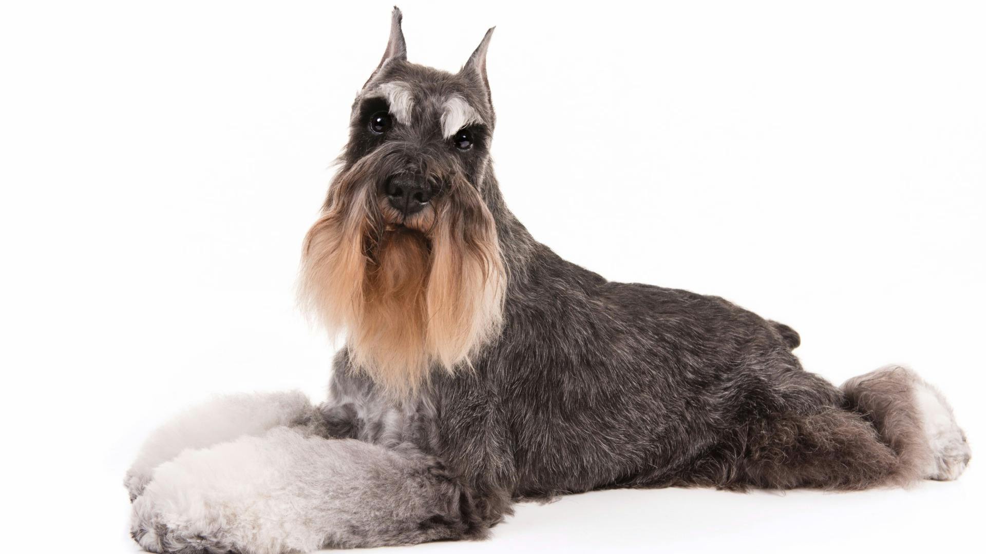AKC.TV Miniature Schnauzer