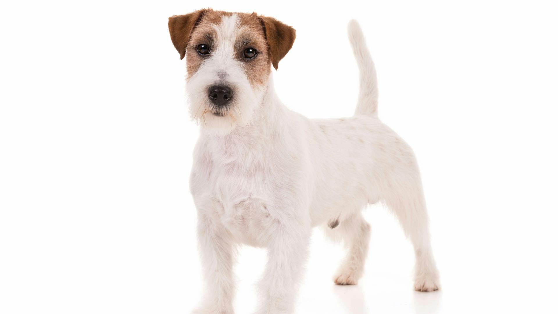 AKC.TV Russell Terrier