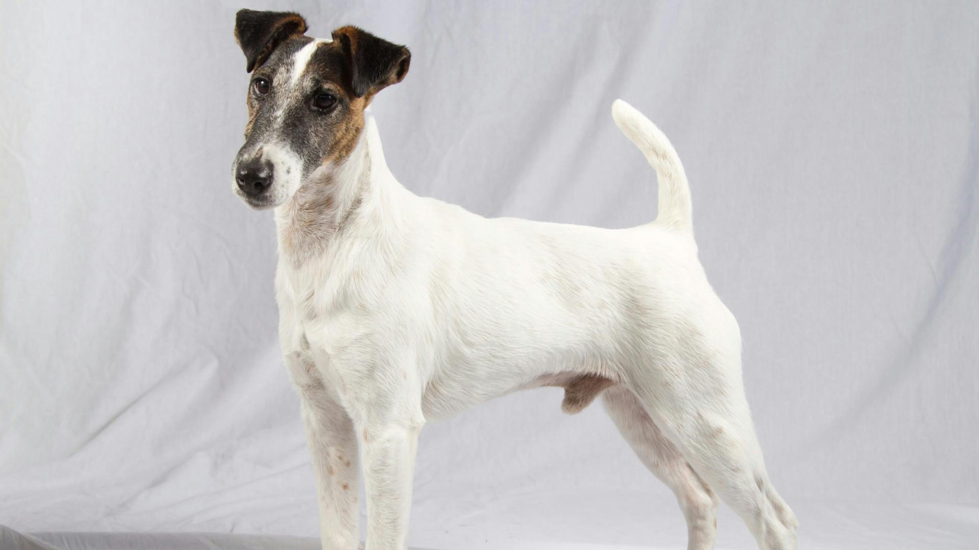 AKC.TV Smooth Fox Terrier