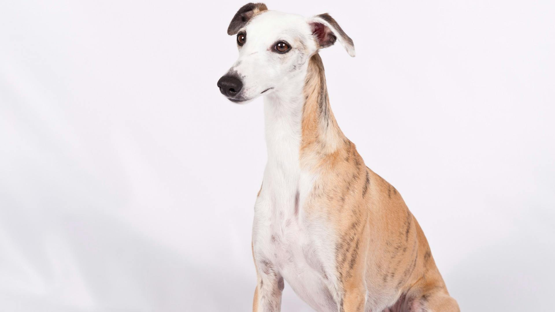 AKC.TV Whippet