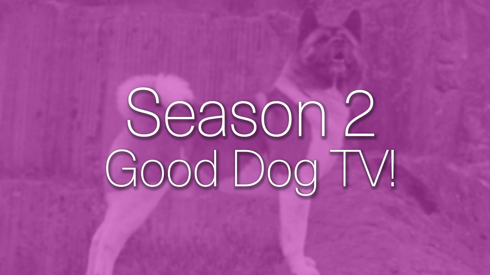 AKC.TV Season 2 Good Dog TV!