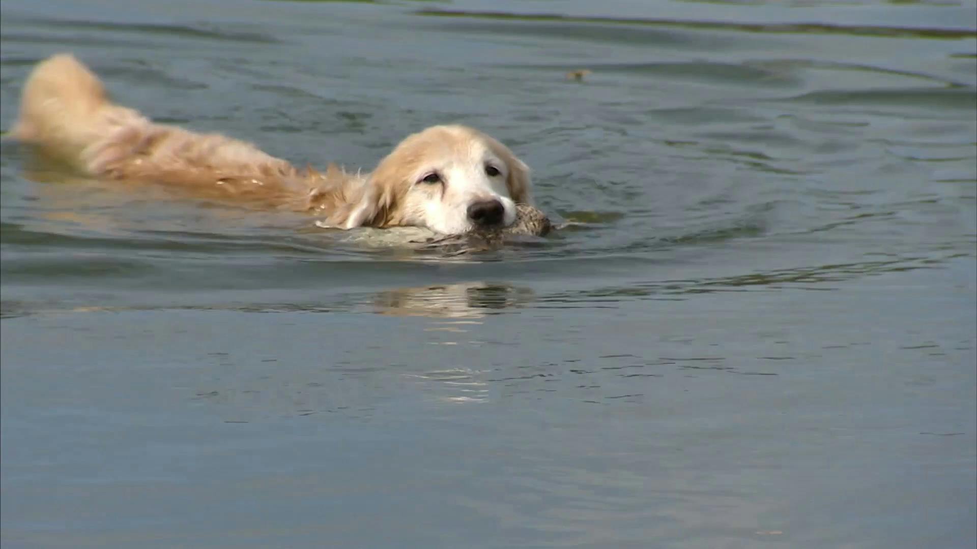 AKC.TV Golden Retriever Hunt Test