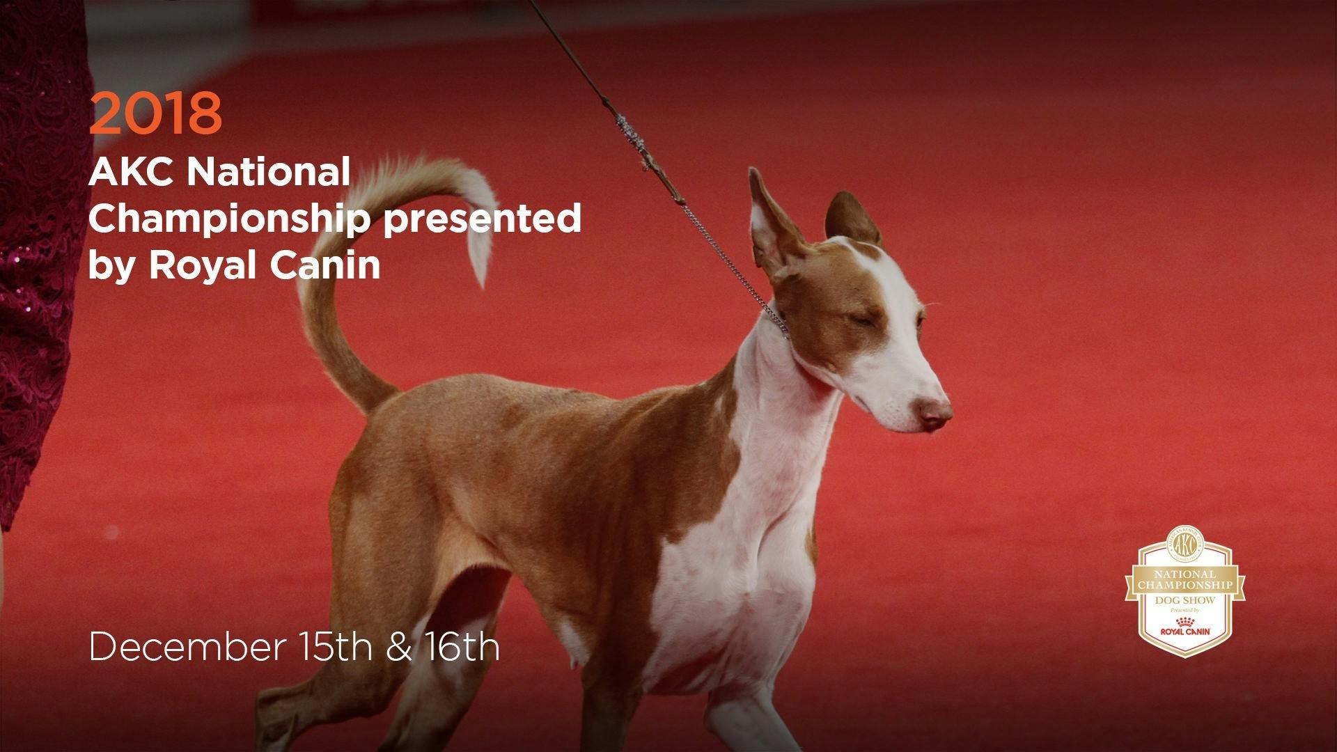 2018 akc national championship