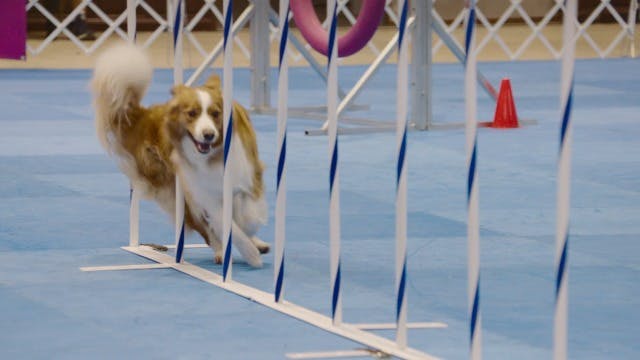 akc fast cat conversion