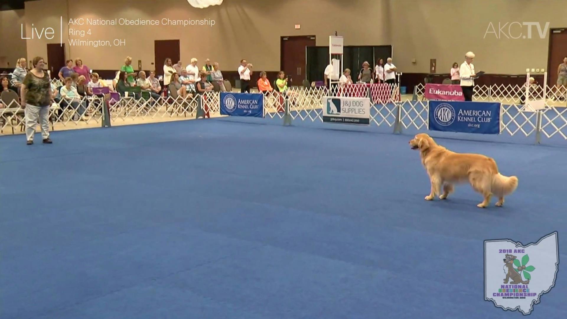 Akc fashion national obedience championship 2019