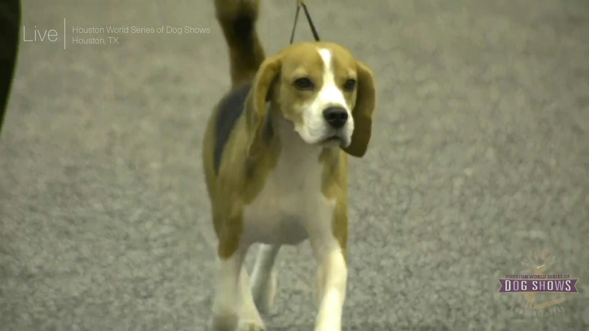 are dogs allowed at the houston dogshow