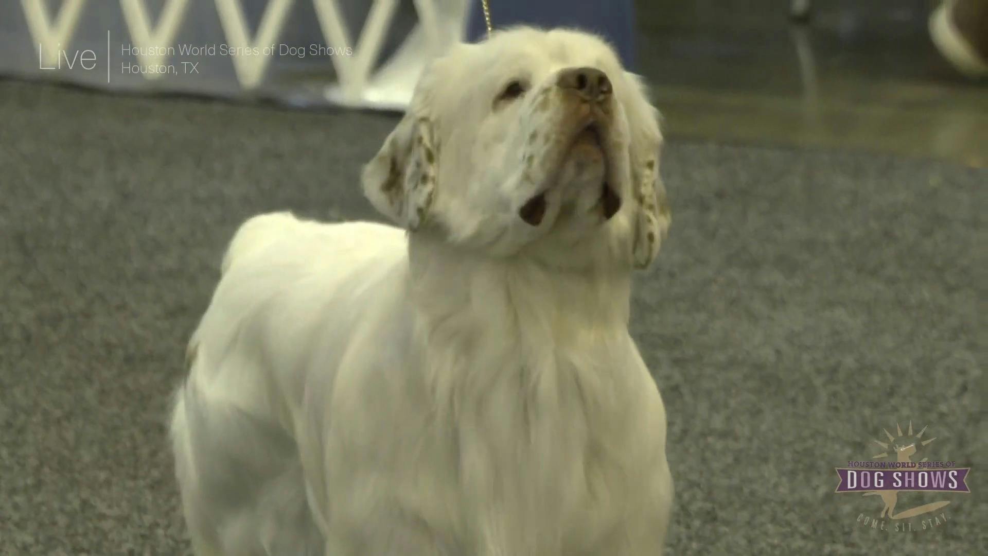 are dogs allowed at the houston dogshow