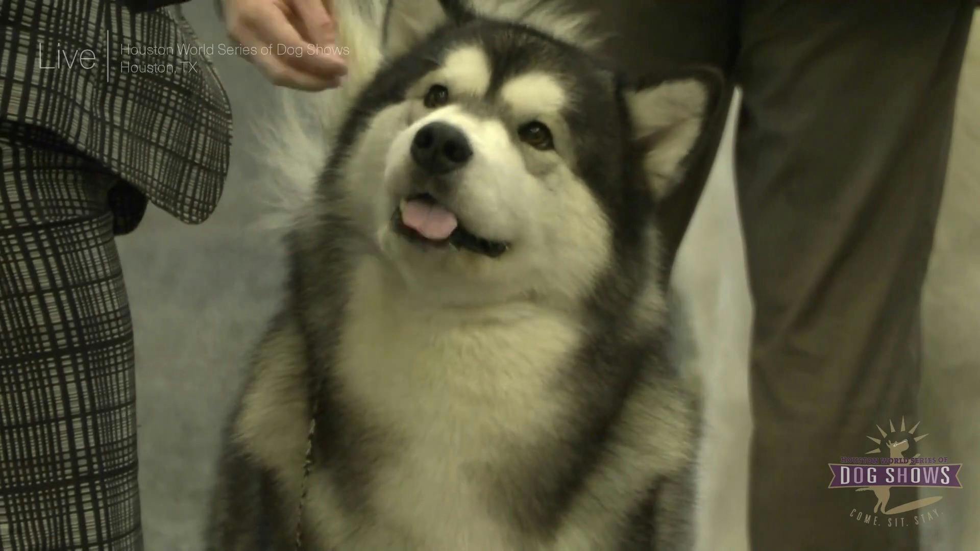 are dogs allowed at the houston dogshow