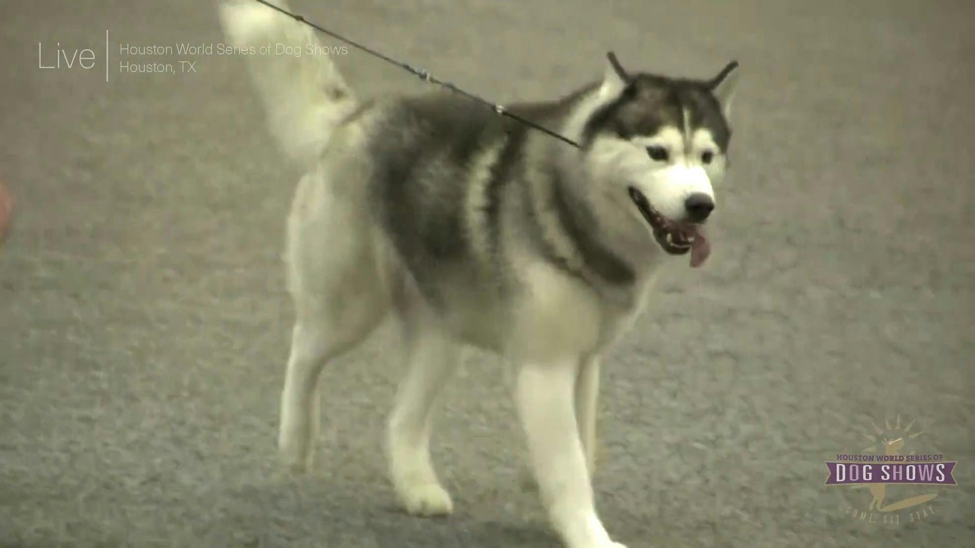 are dogs allowed at the houston dogshow