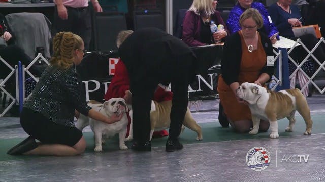 akc obedience trials