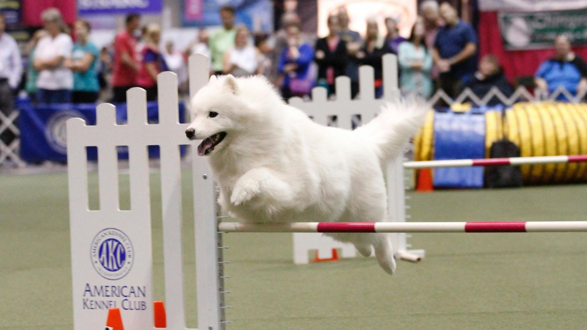 AKC.TV | Agility Finals - Full Show