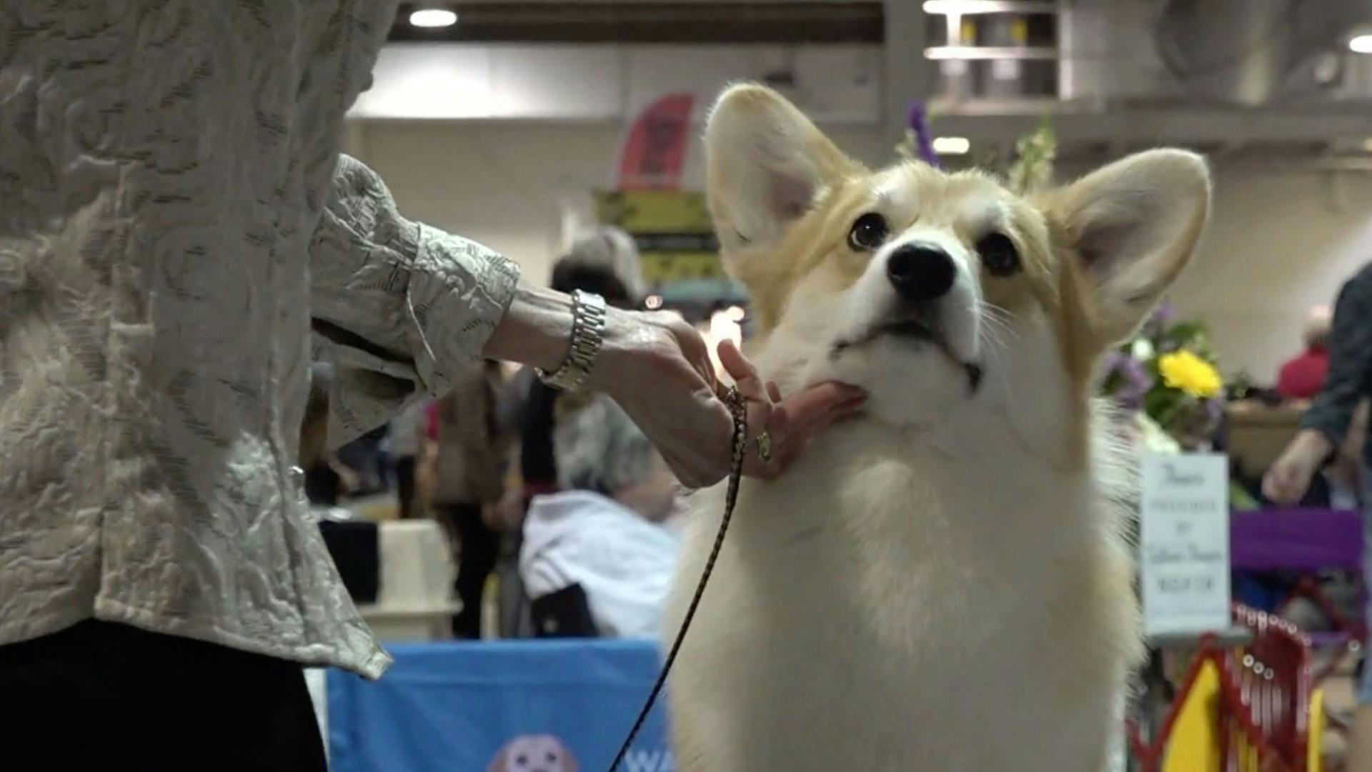 Full Show Raleigh Kennel Club Dog Show AKC.tv