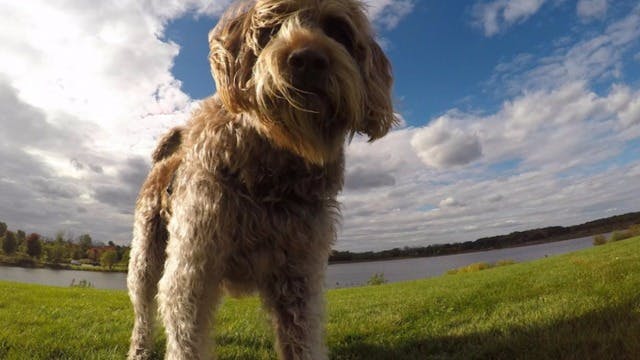 Gander Award for Service Dog