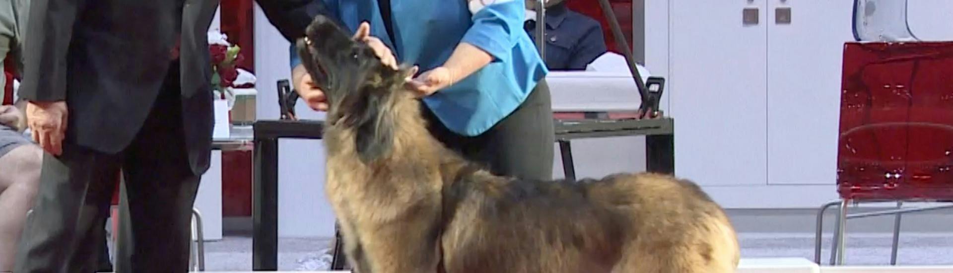 National Owner-Handled Series | AKC.tv