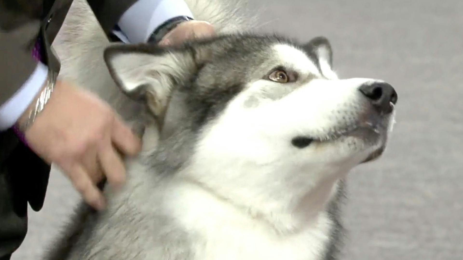 Sunday Night Full Show AKC.tv