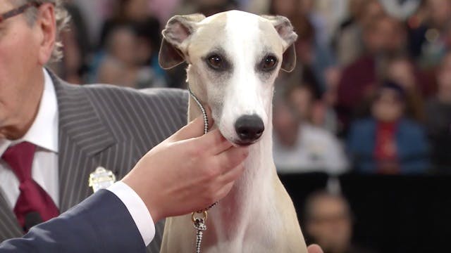 2018 akc national championship