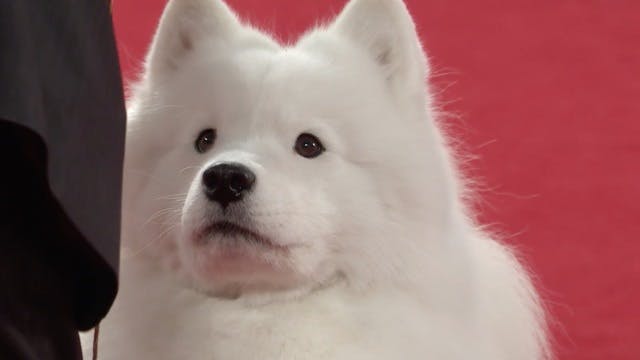 2018 akc national championship