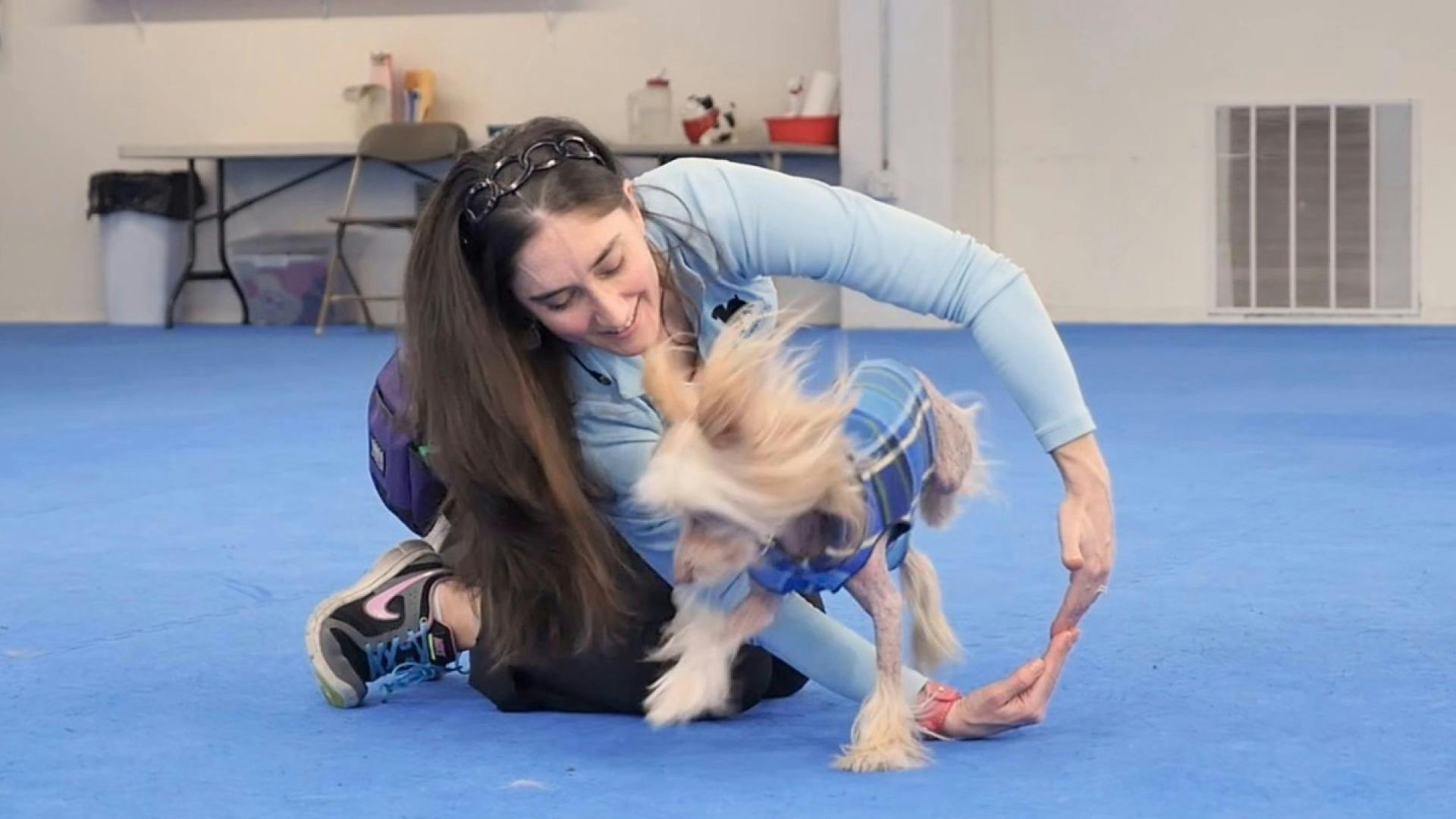 Teach Your Dog How To Jump Through Arms AKC.tv
