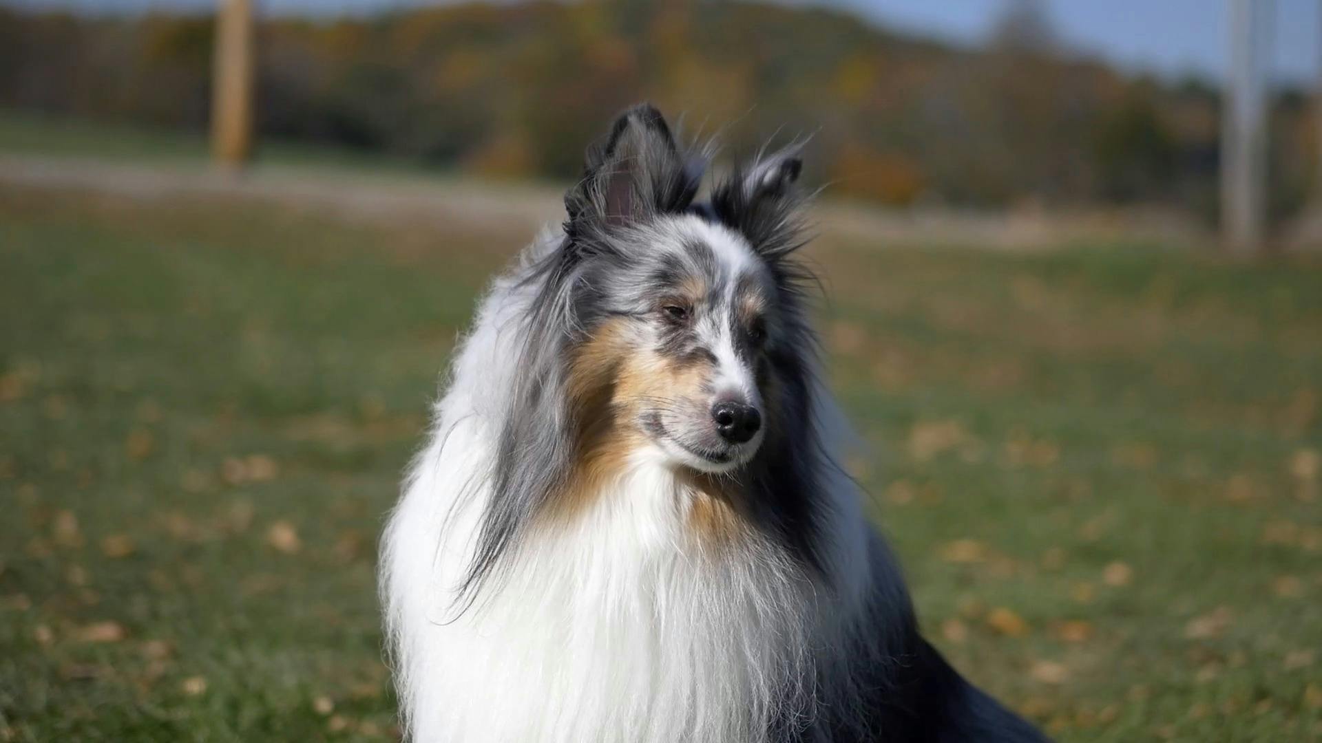 Meet the Shetland Sheepdog | AKC.tv