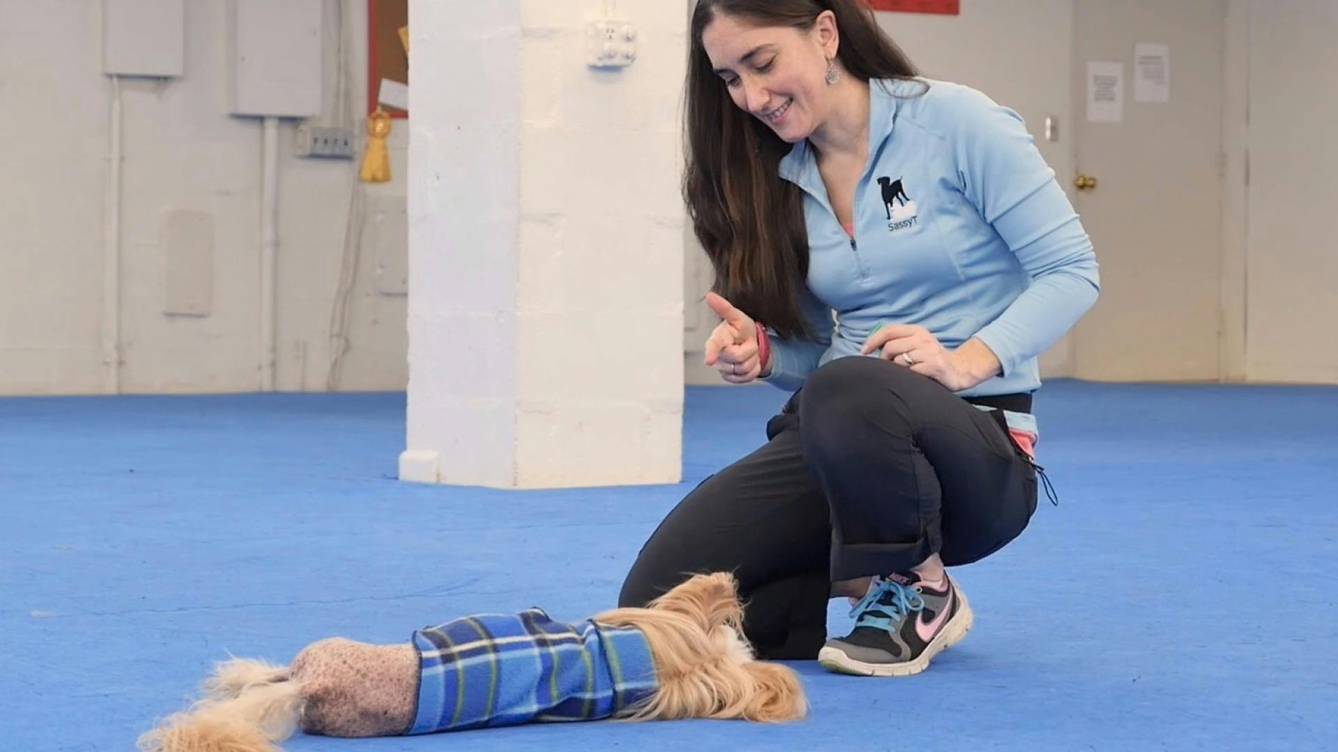 Teach Your Dog How to Play Dead AKC.tv