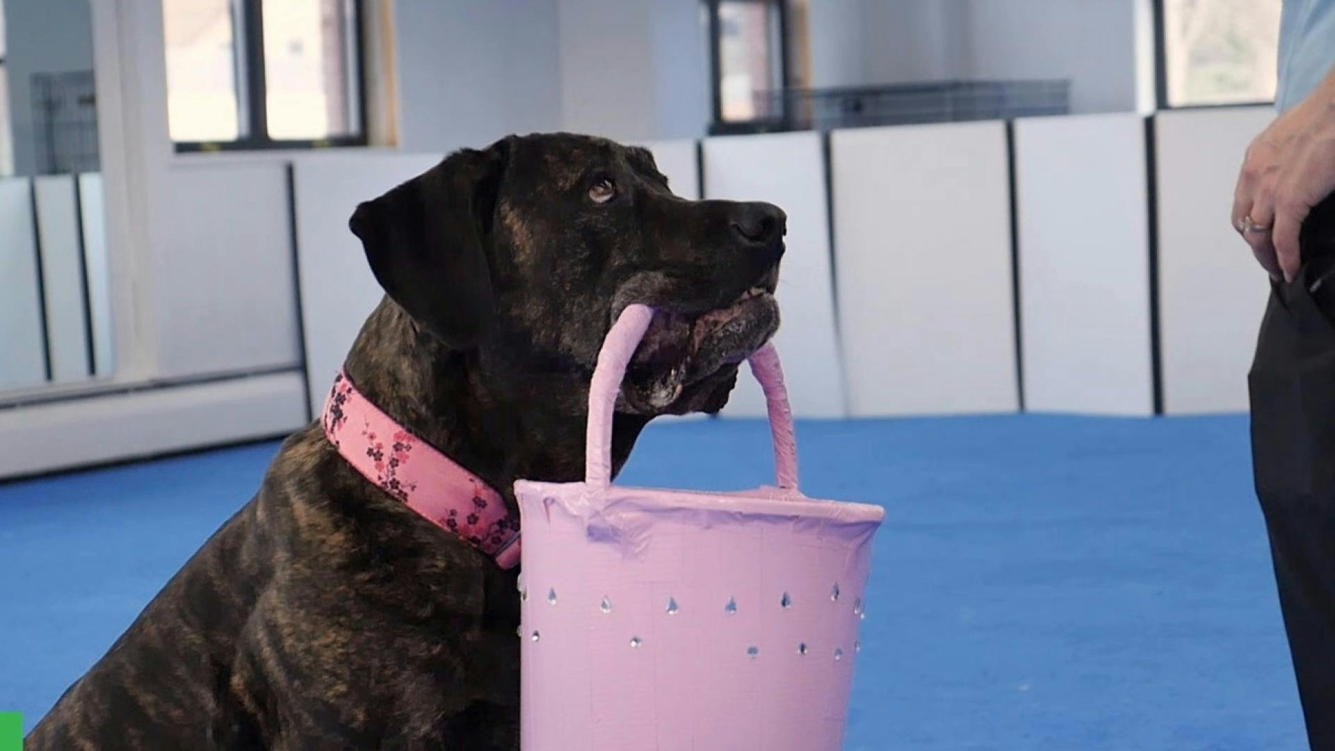 Teach Your Dog How to Carry a Basket AKC.tv
