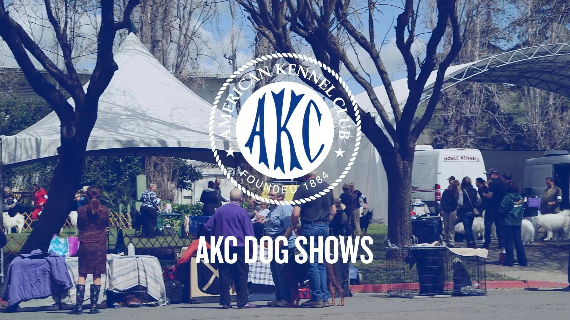 AKC.tv AKC Dog Shows Intro to Dog Sports