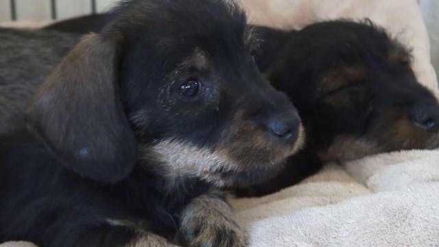 Miniature wire outlet haired dachshund puppy