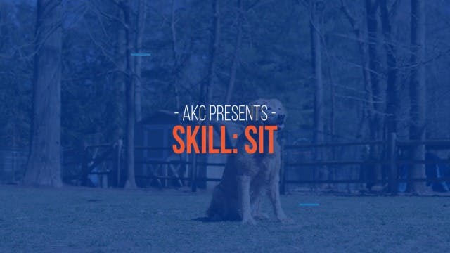 akc training tips