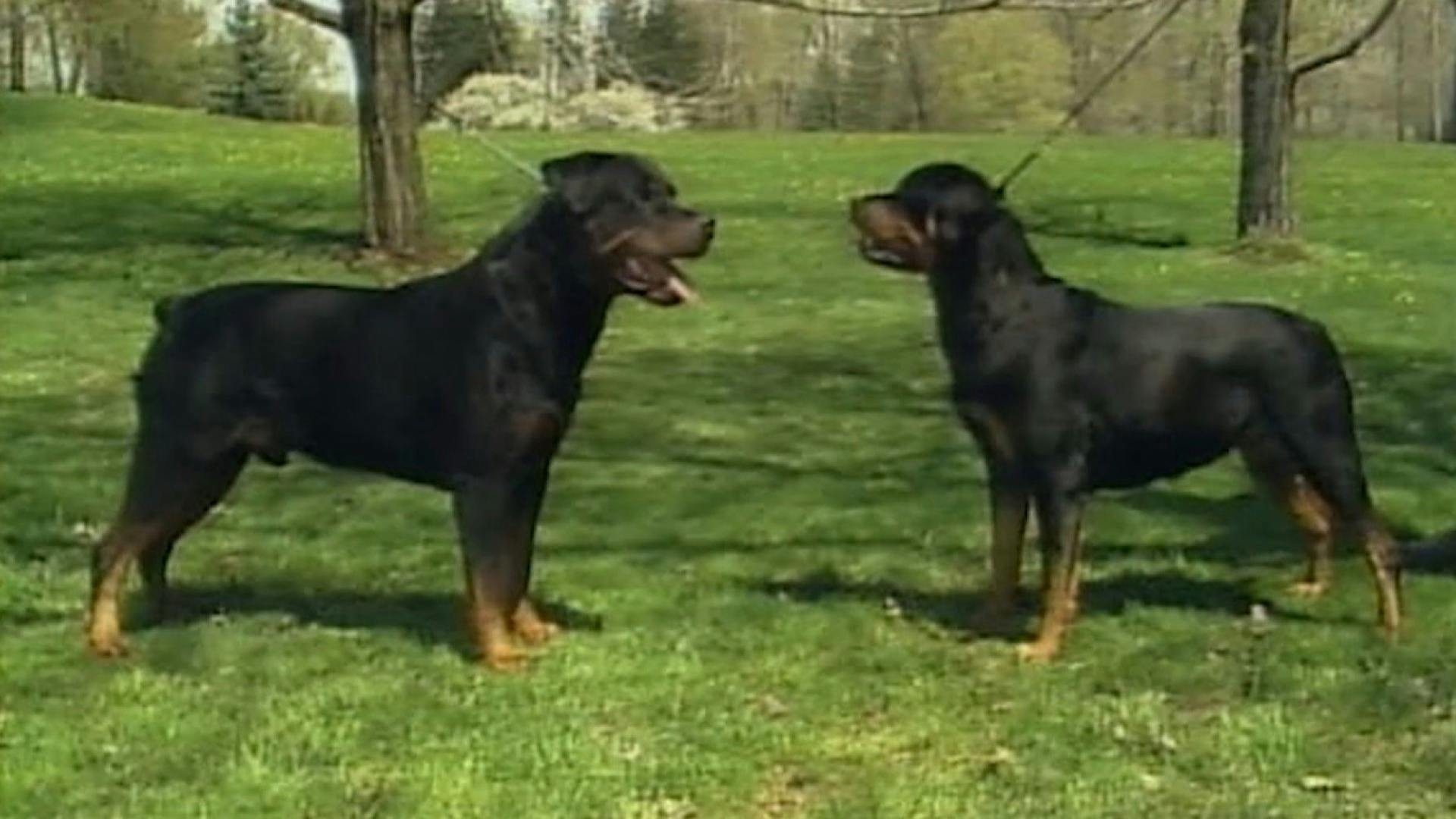 Rottweiler | AKC.tv