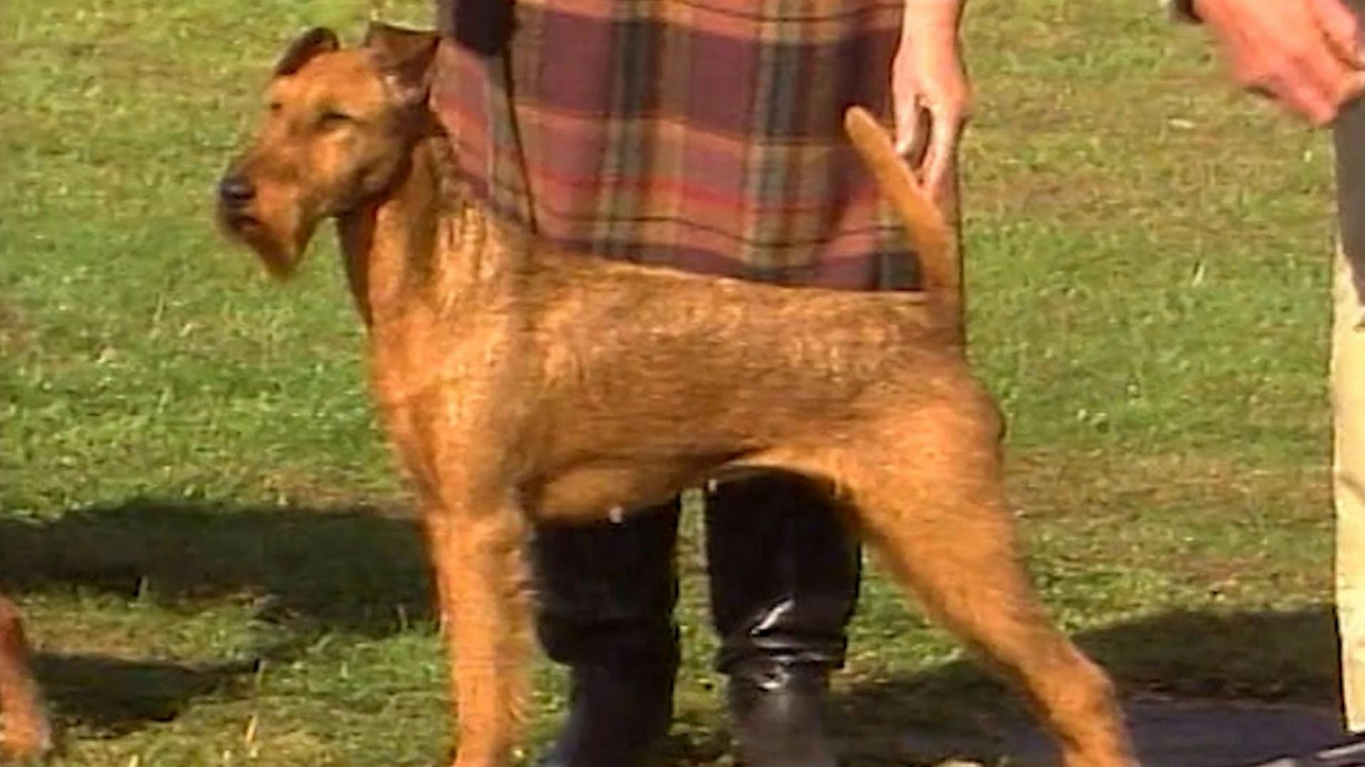 Irish Terrier AKC.tv