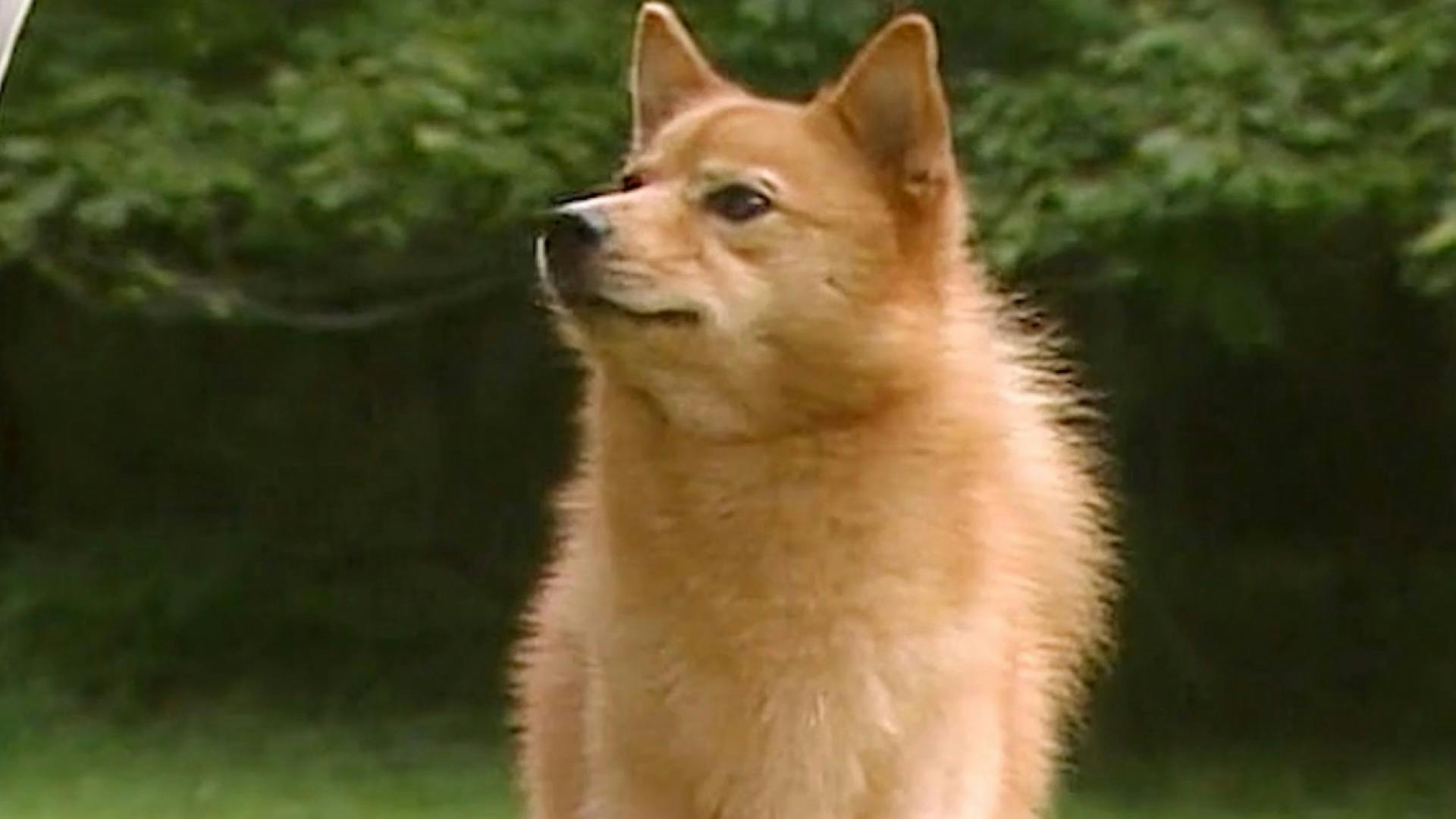 Finnish Spitz | AKC.tv