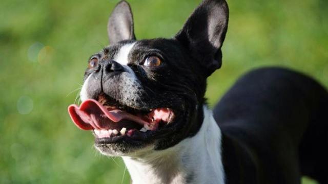 All Dog Topics Available on AKC.TV